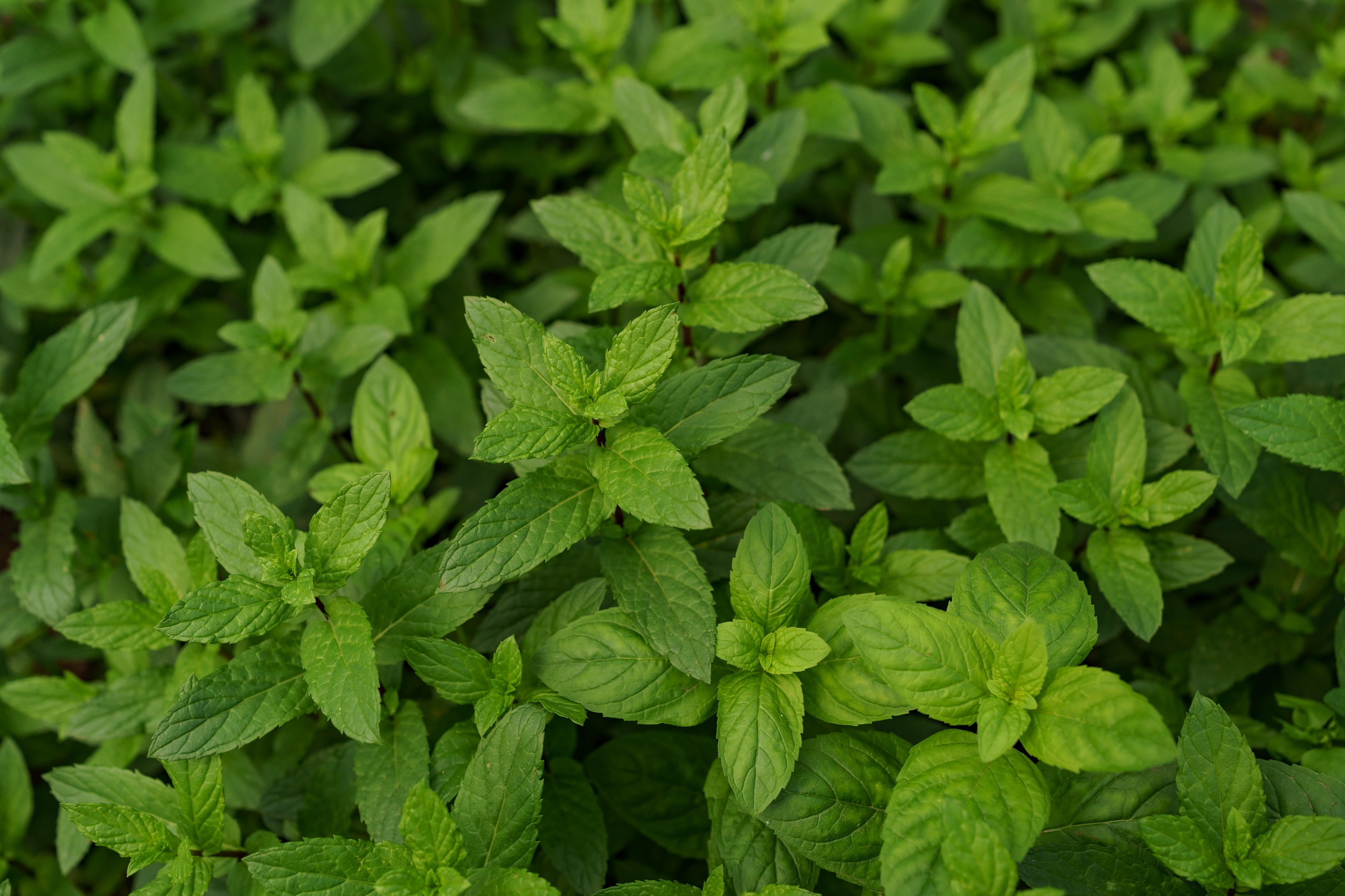 Po Sum On Natural Herbs